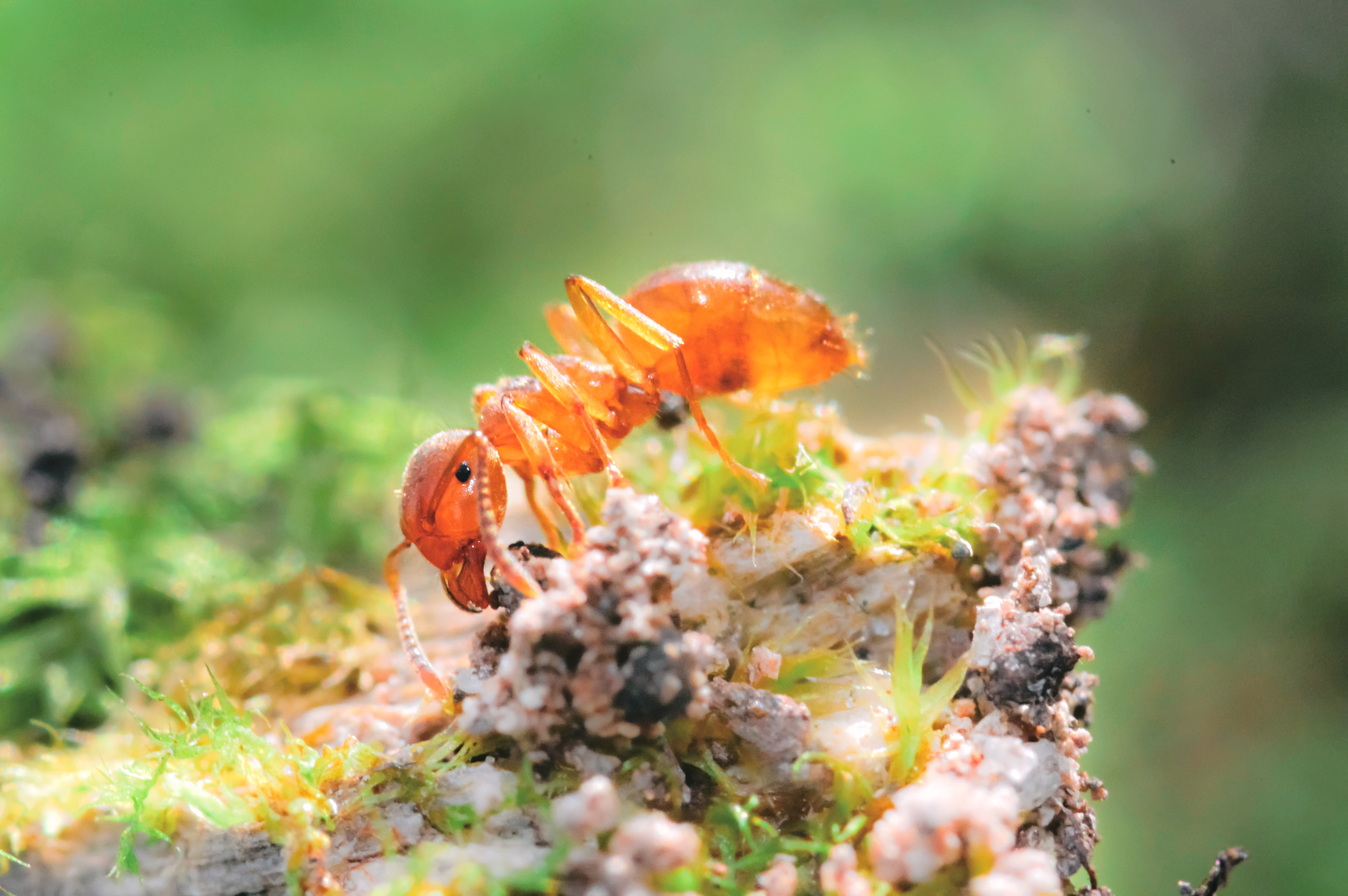 Citronella Ant
